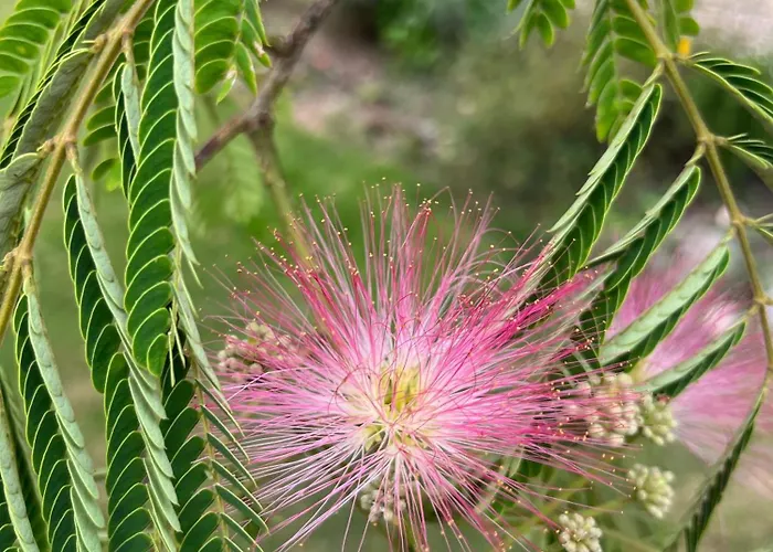 Prázdninový dům De Claire Fontaine Avec Vue Sur *